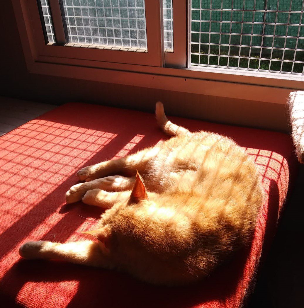 A.A.A. ... I nostri GATTI - immagine 5