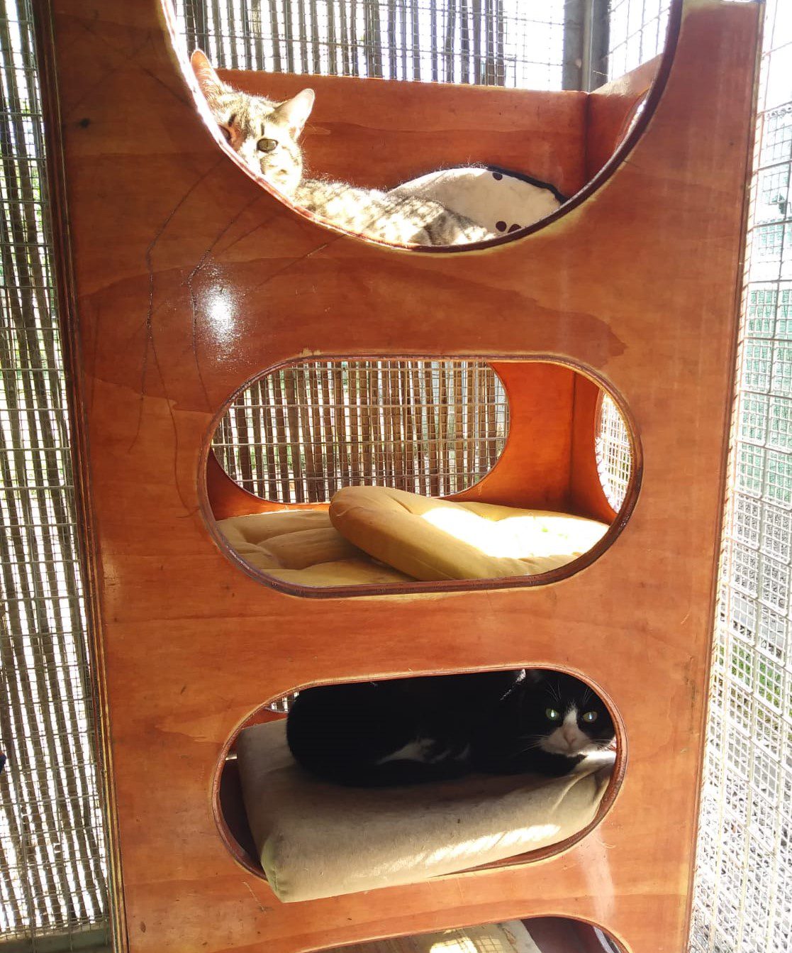 A.A.A. ... I nostri GATTI - immagine 7