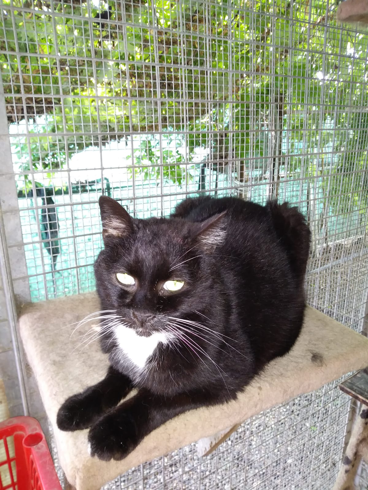 A.A.A. ... I nostri GATTI - immagine 8