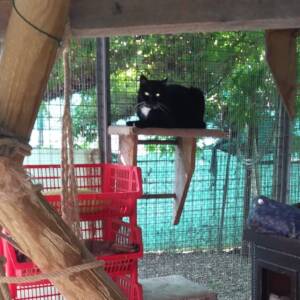 A.A.A. ... I nostri GATTI