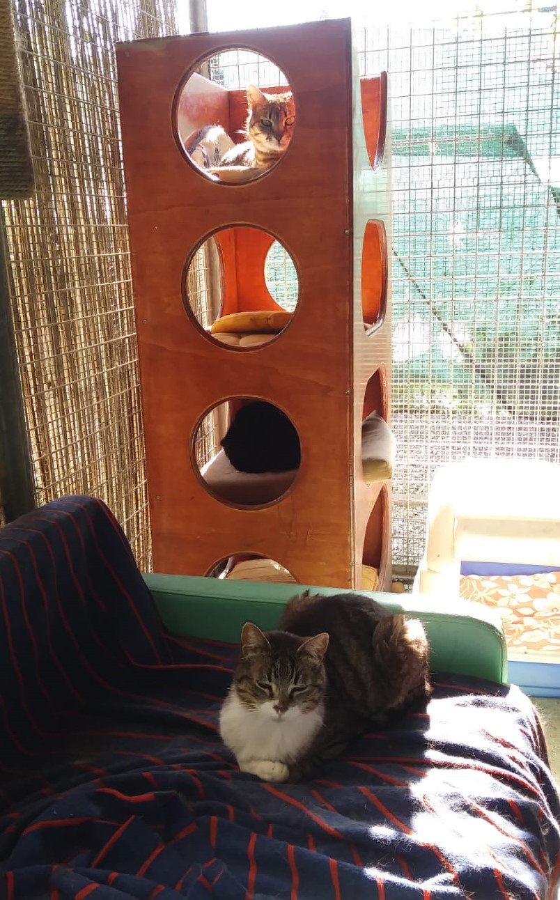 A.A.A. ... I nostri GATTI - immagine 9