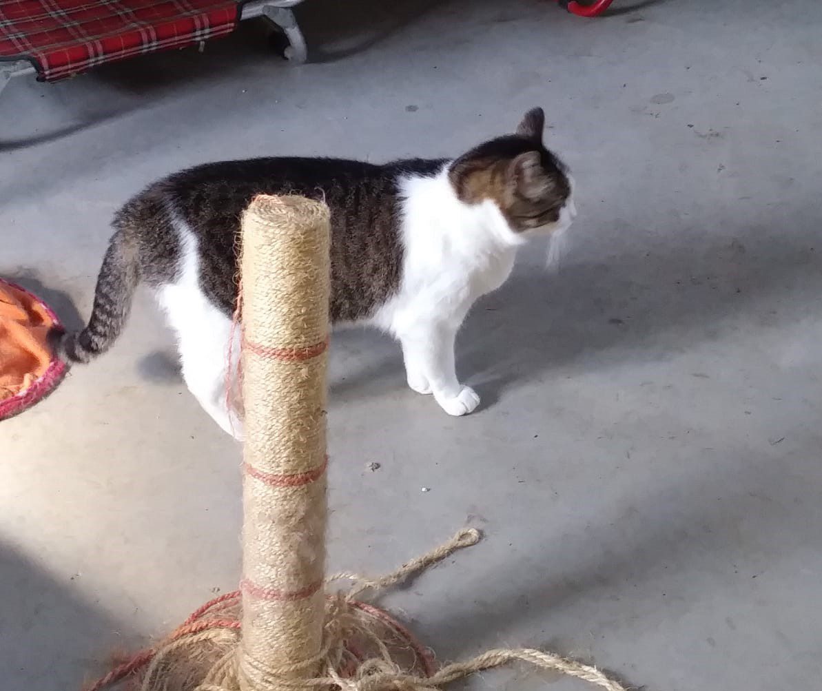 A.A.A. ... I nostri GATTI - immagine 10
