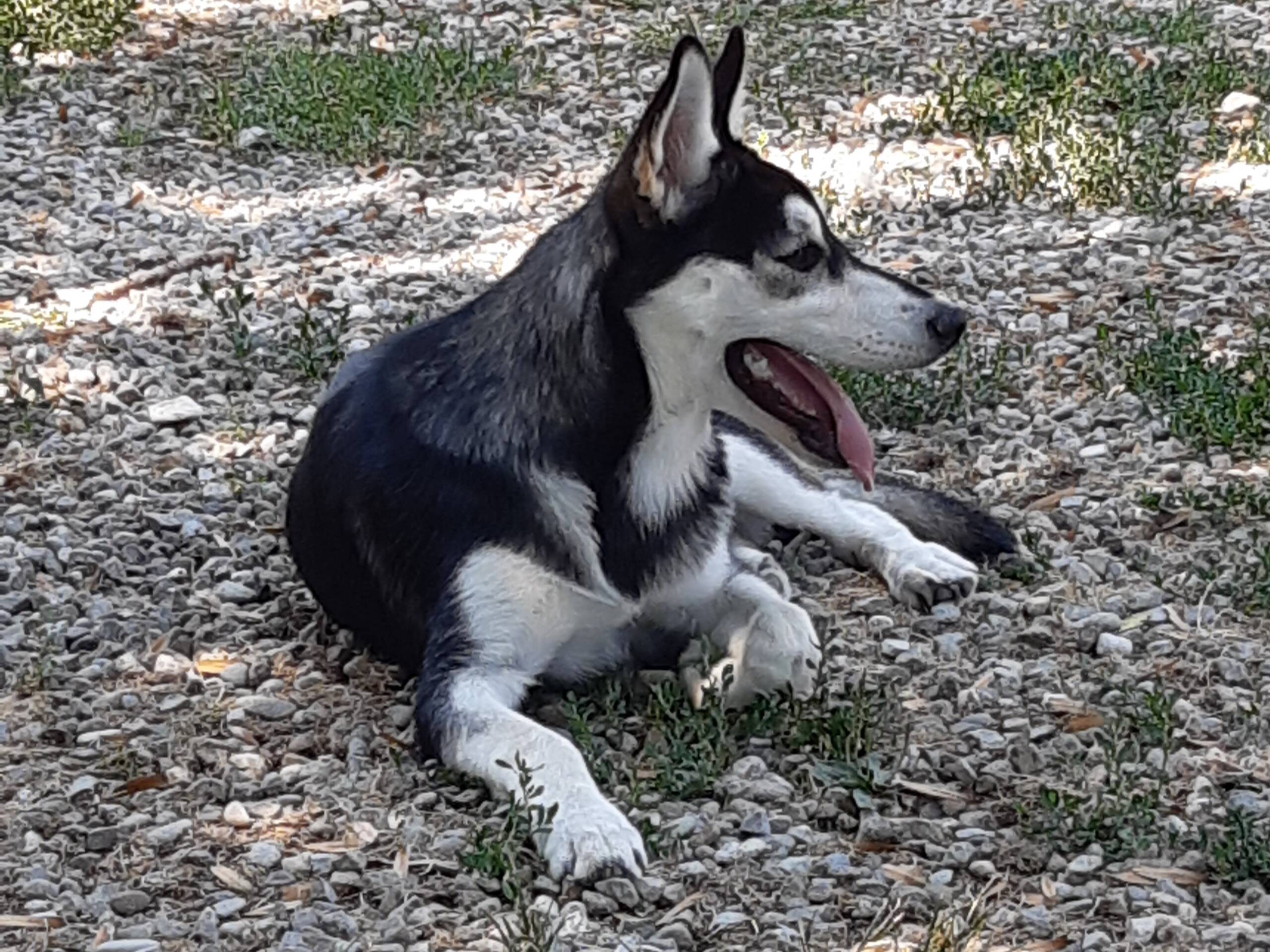Burlina