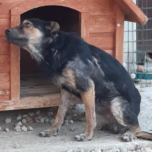 Catullo