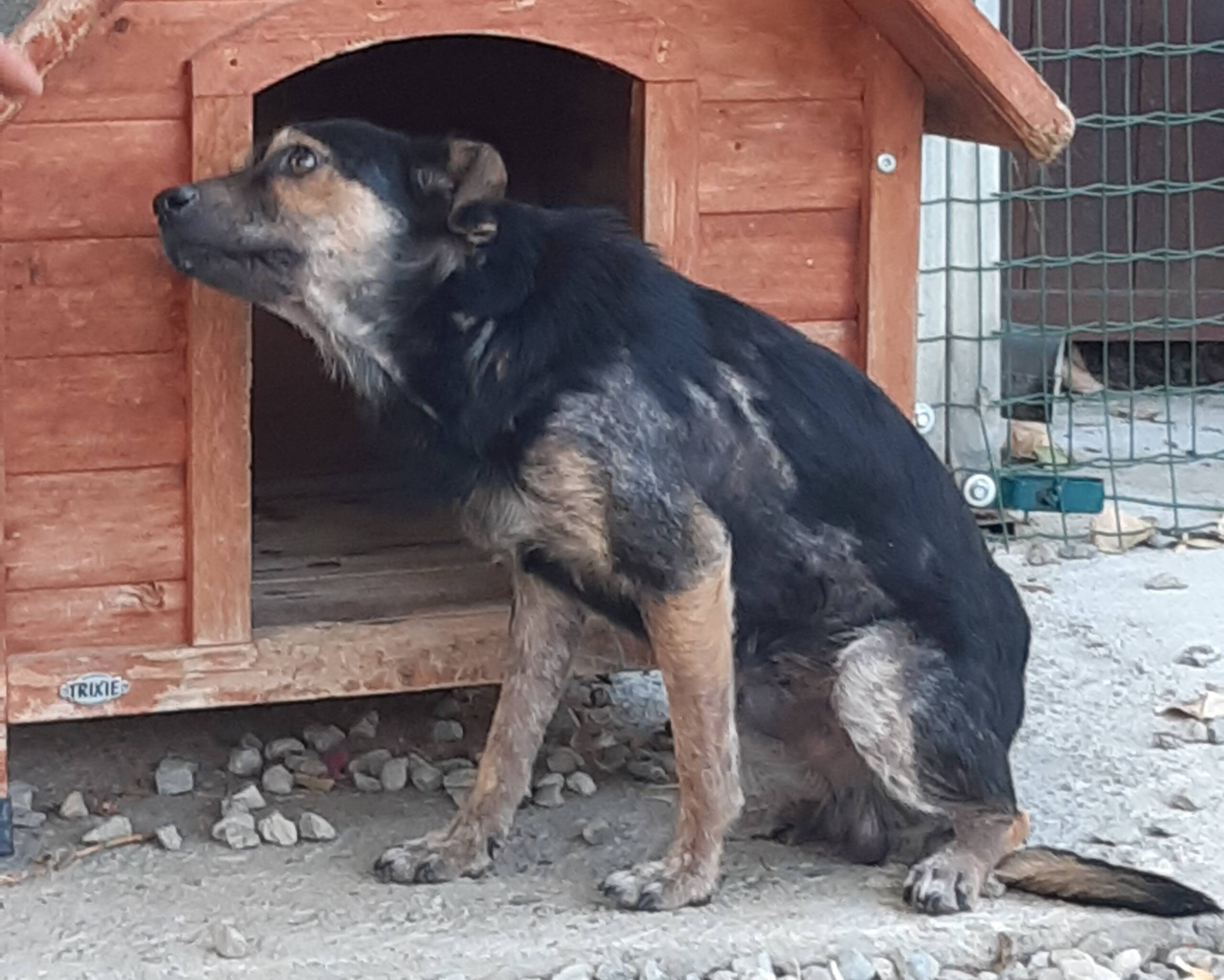 Catullo