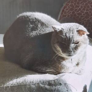 Micio