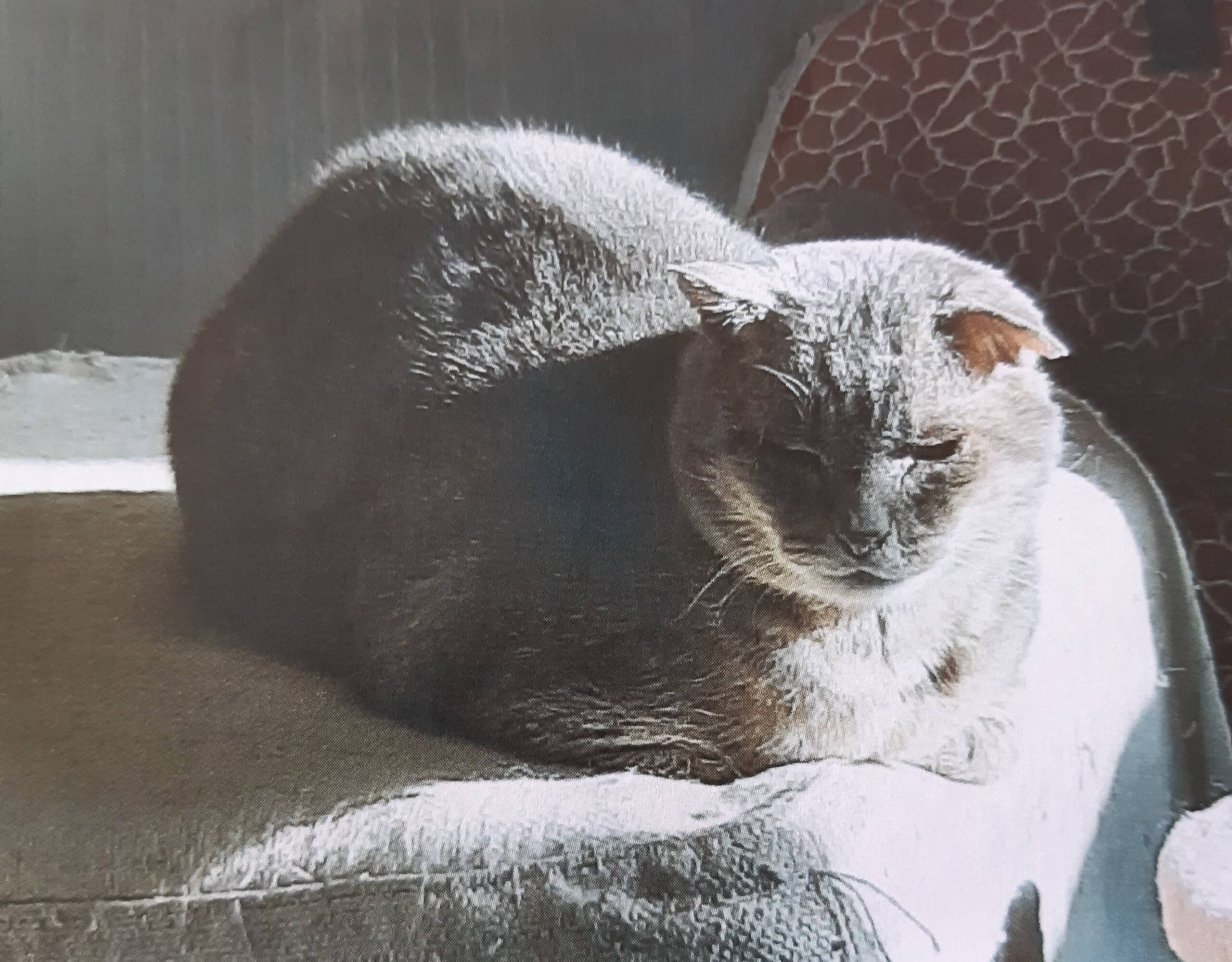 Micio
