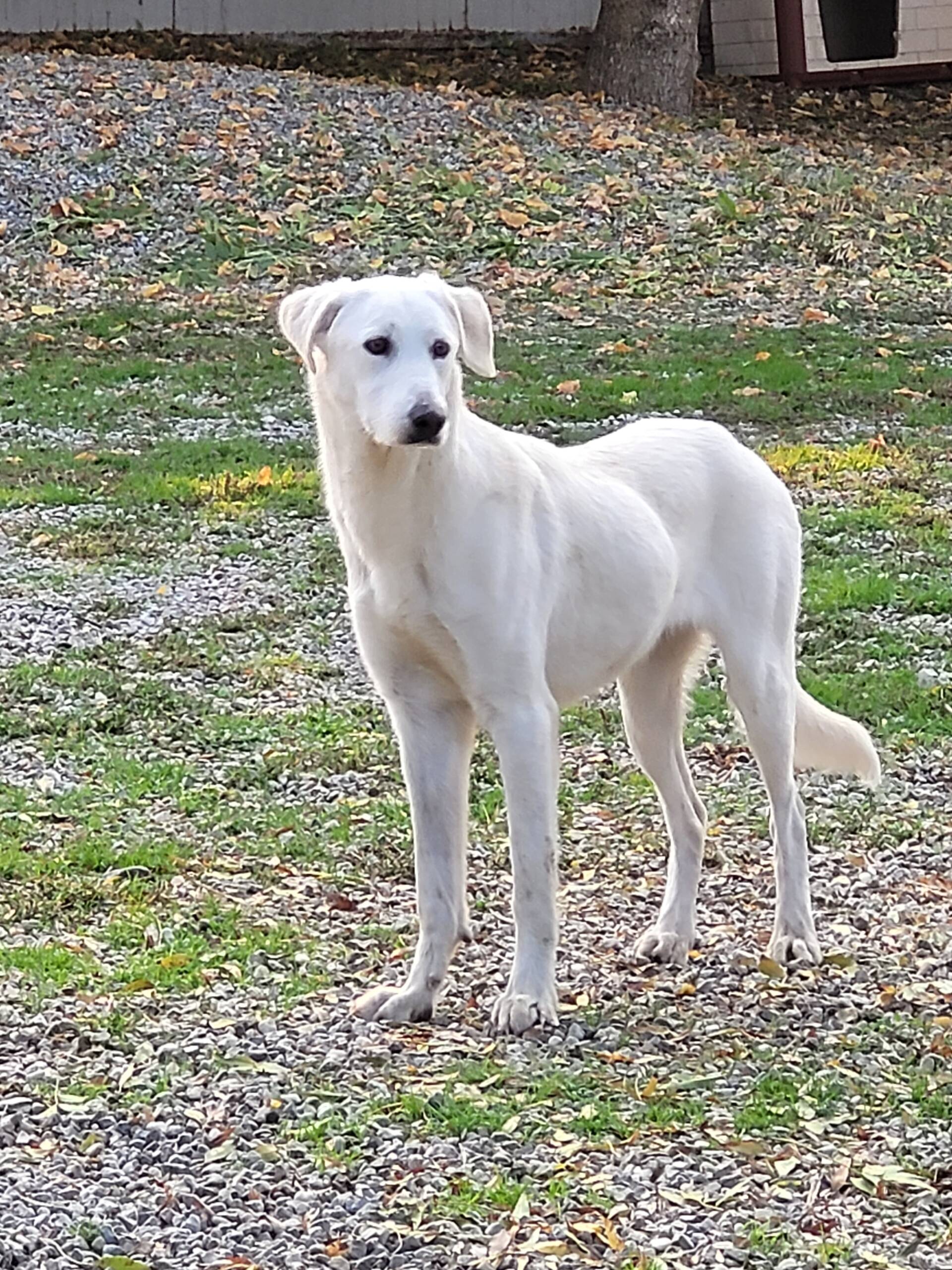 Gazzella