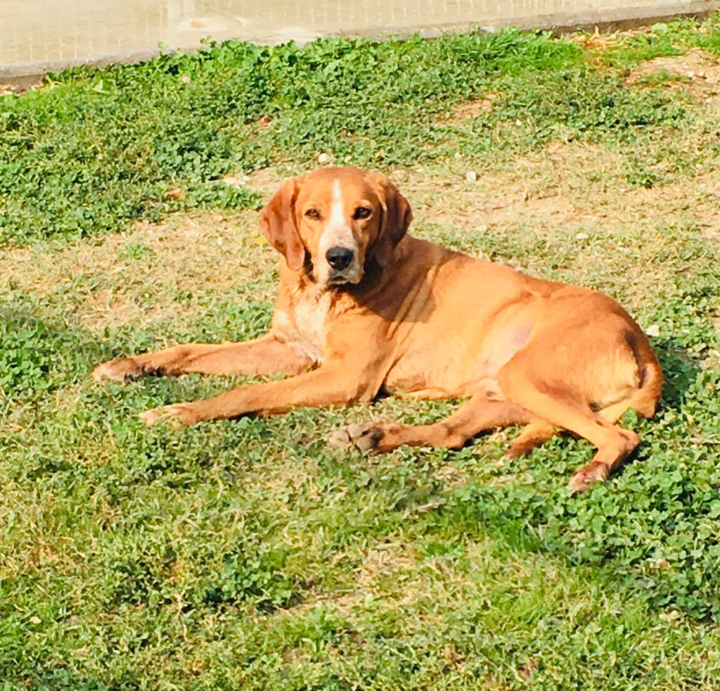 Toby2