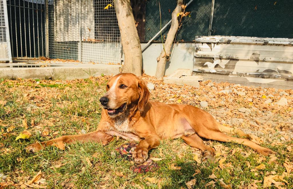 Toby2 - immagine 4