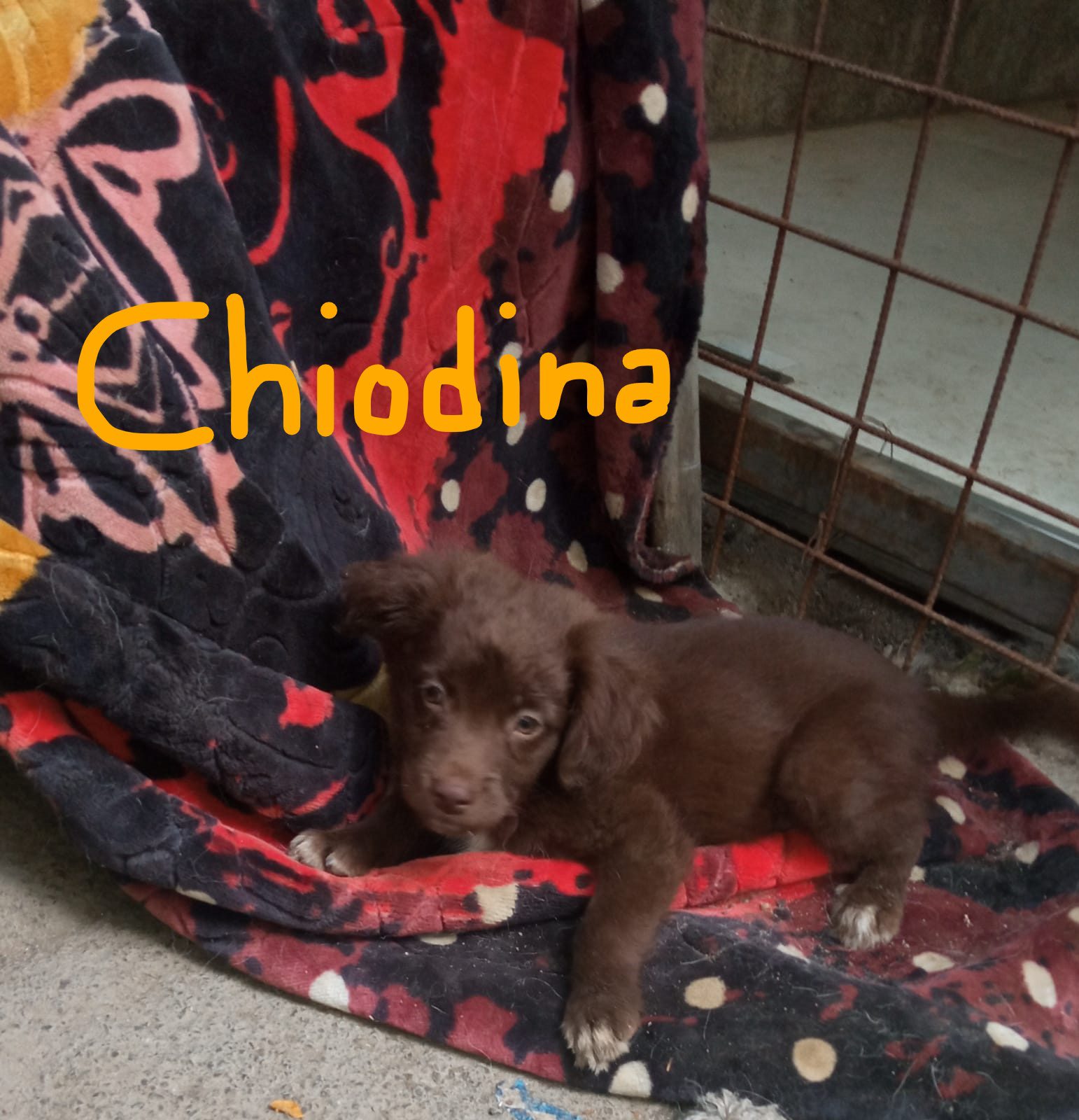 Cuccioli Banda FUNGHETTI - immagine 7