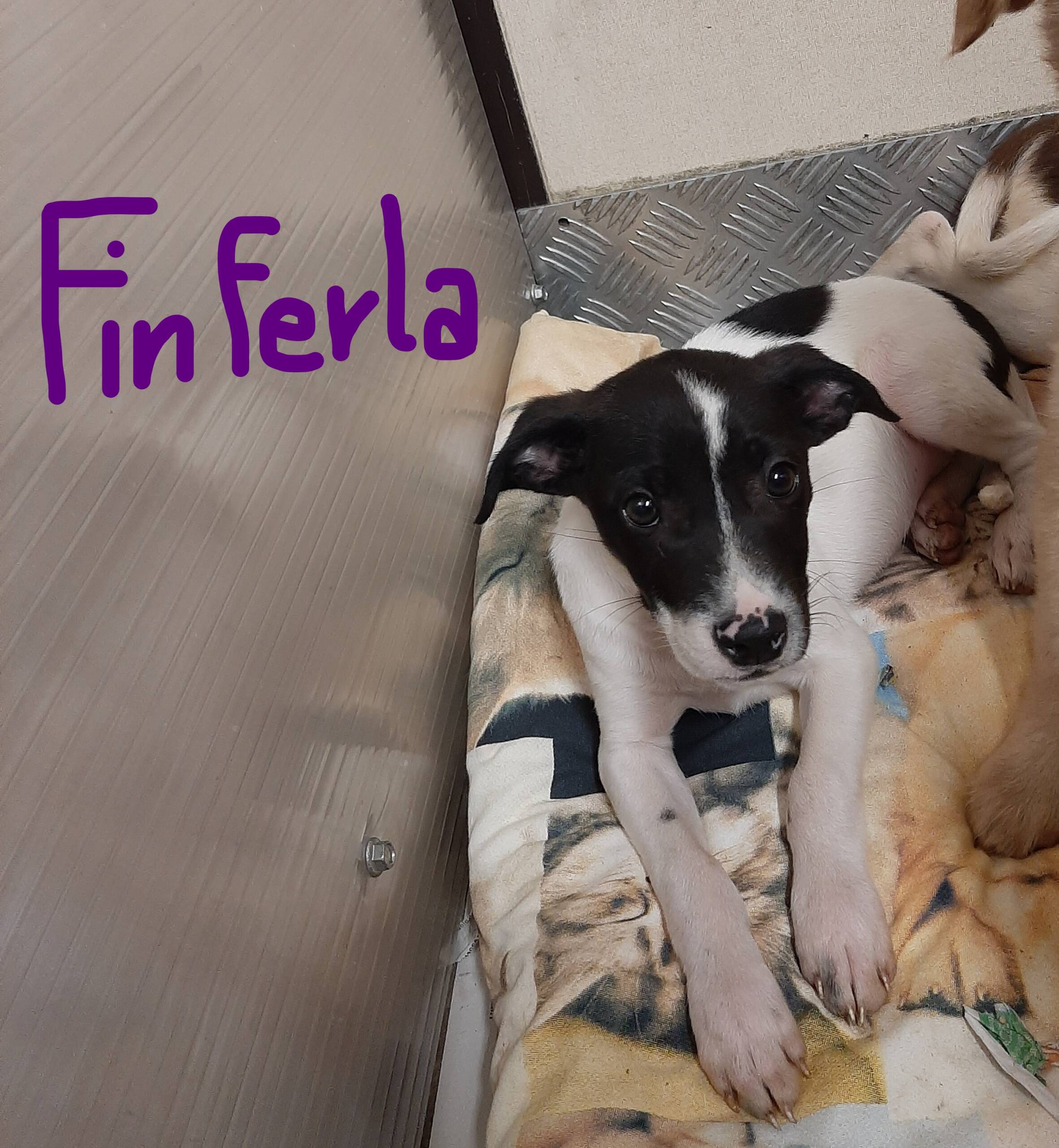 Cuccioli Banda FUNGHETTI - immagine 6