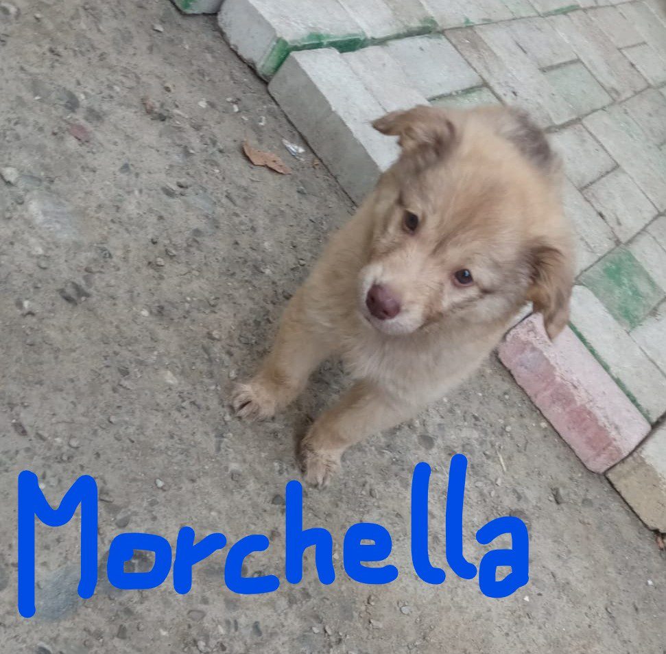 Cuccioli Banda FUNGHETTI - immagine 4