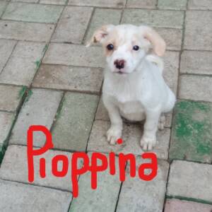 Cuccioli Banda FUNGHETTI