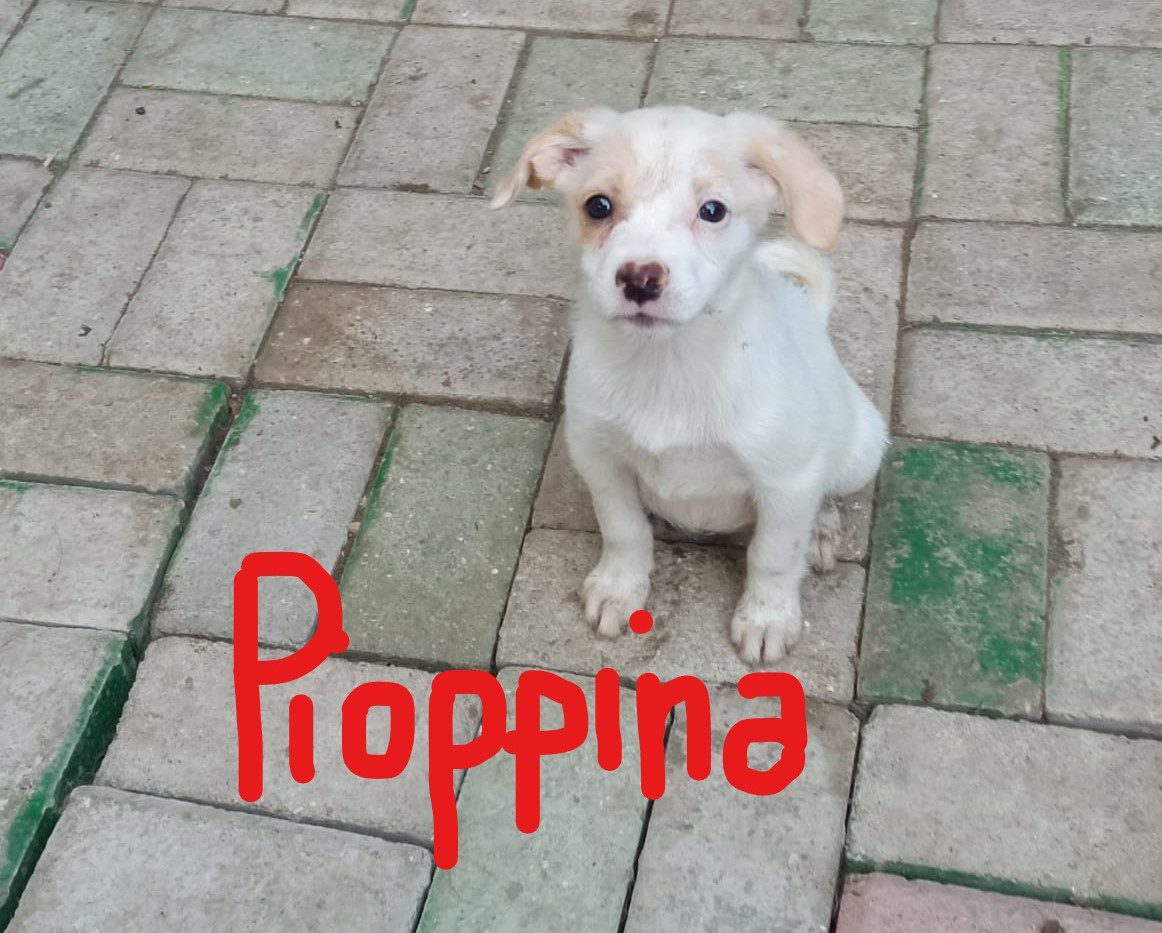 Cuccioli Banda FUNGHETTI