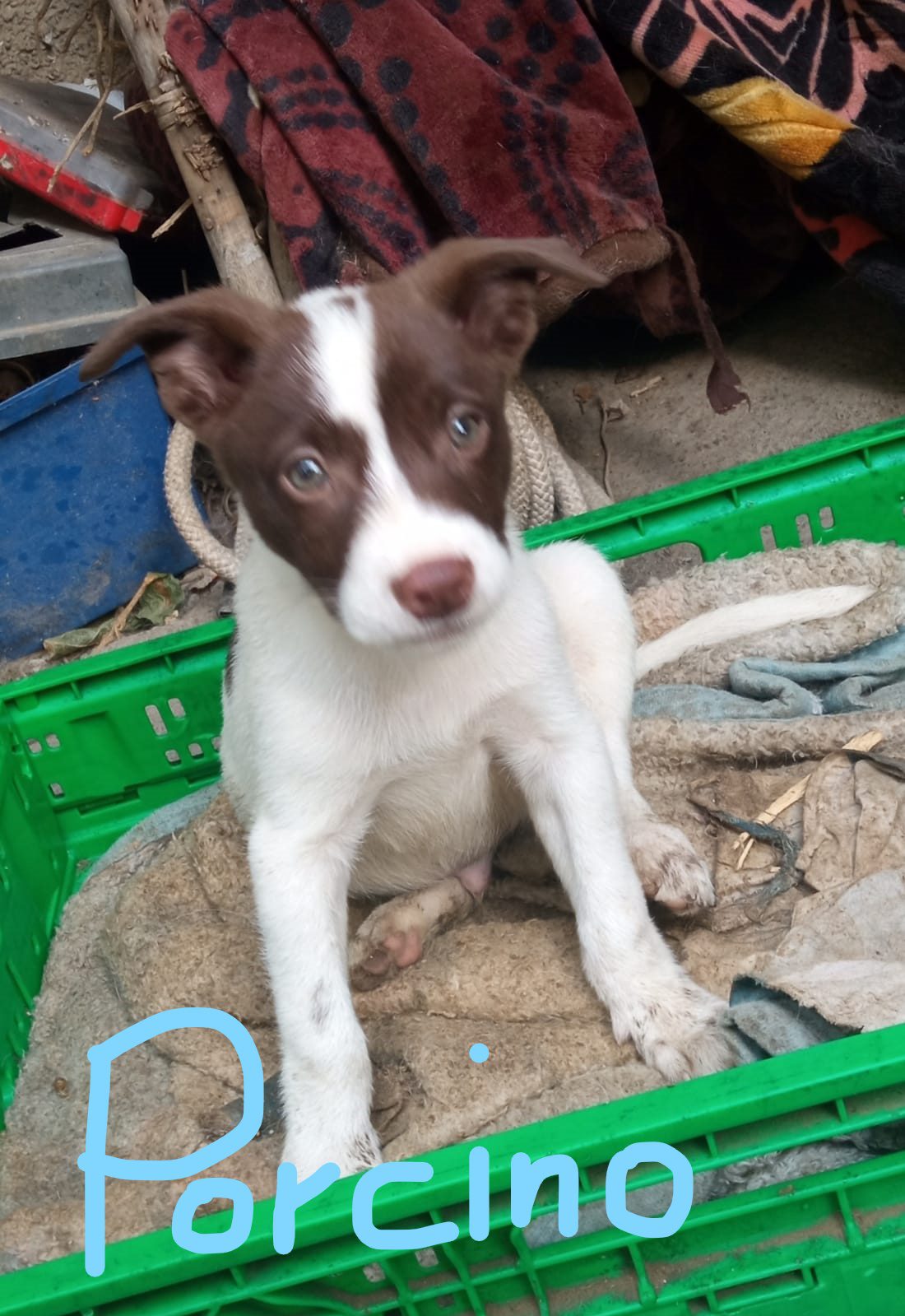 Cuccioli Banda FUNGHETTI - immagine 3