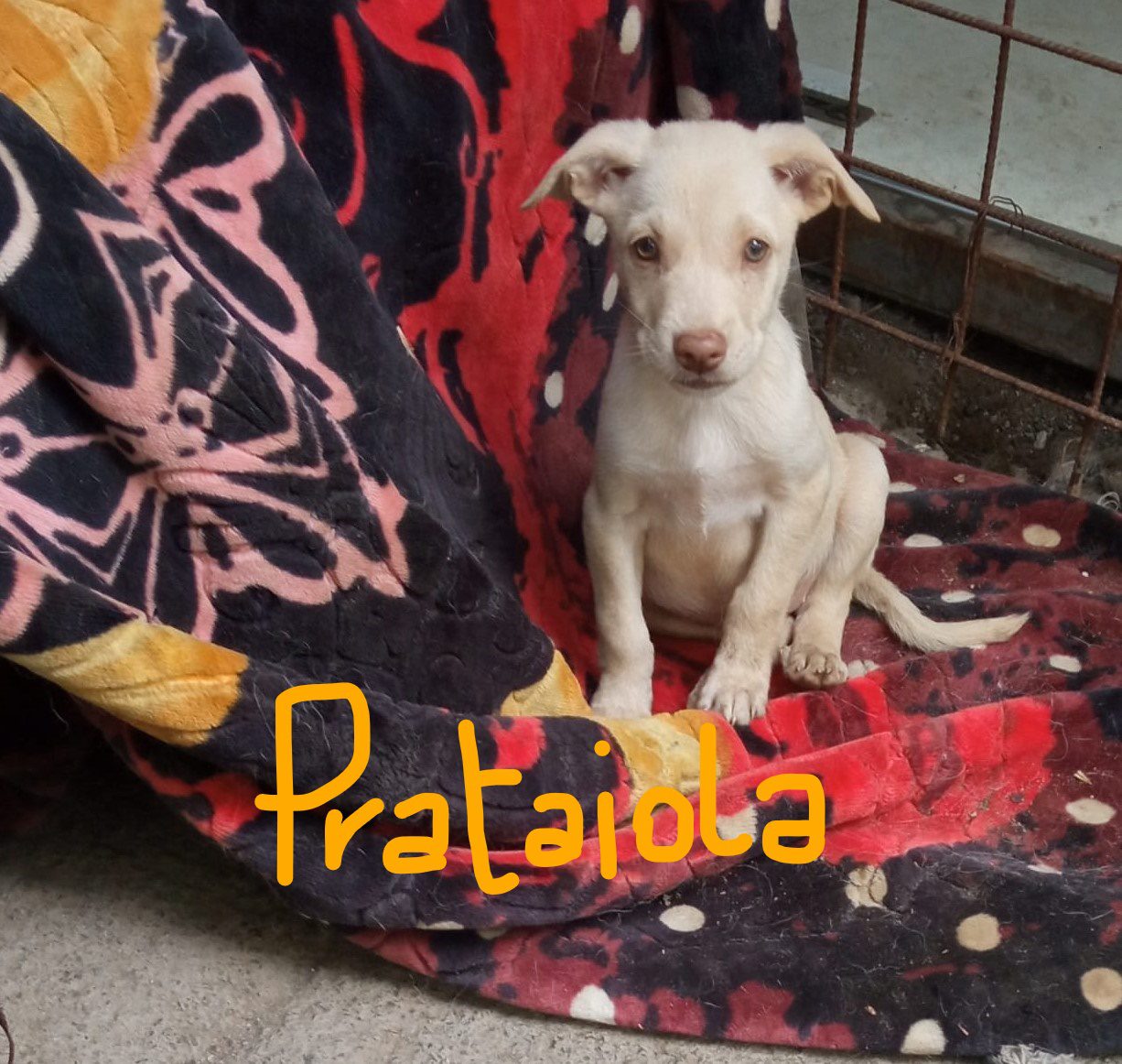 Cuccioli Banda FUNGHETTI - immagine 2