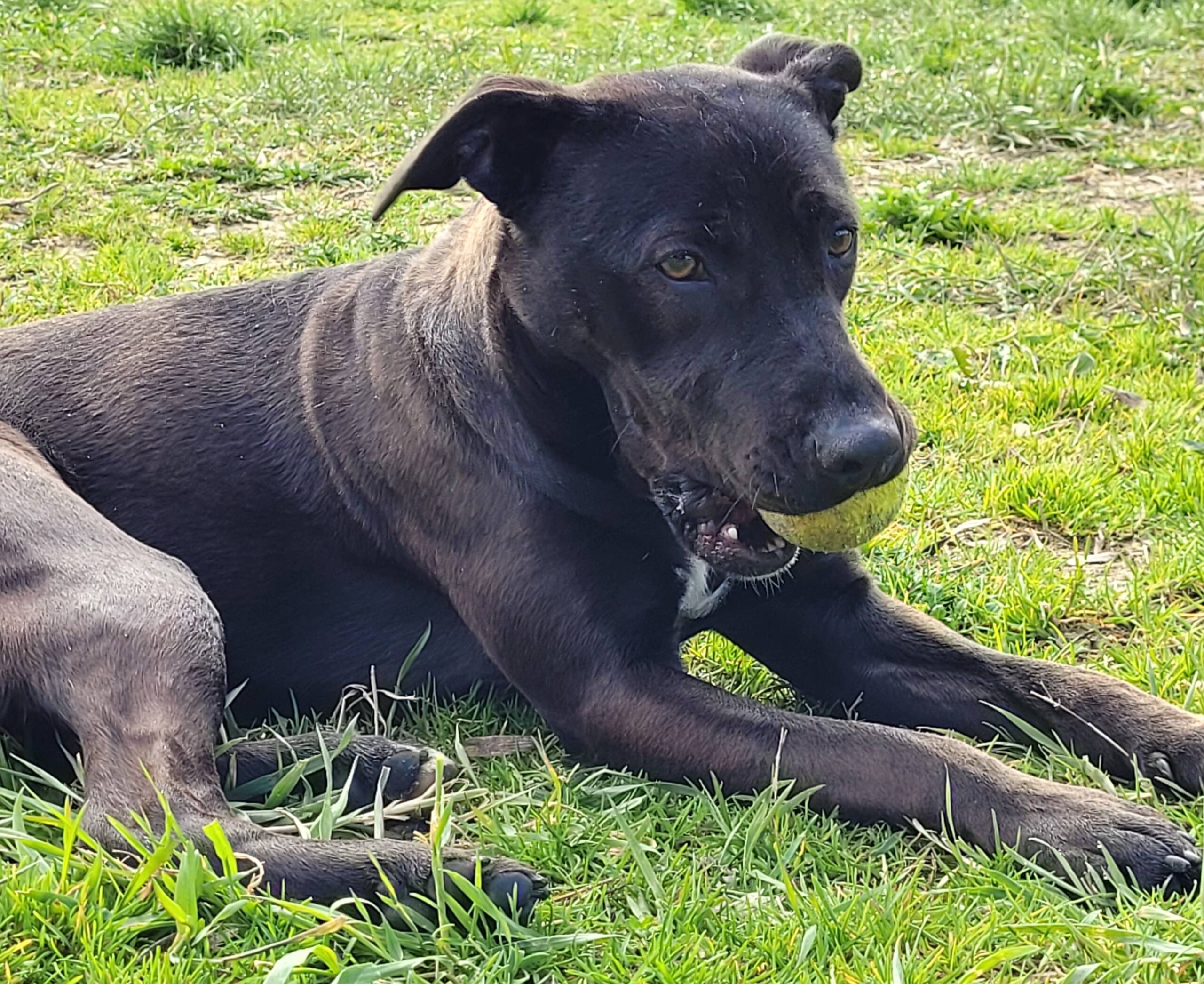 Zena