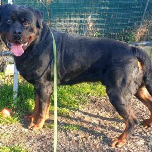 Job