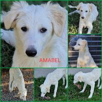 Amabel - immagine 2
