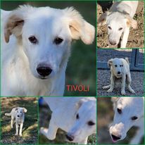 Tivoli - immagine 3