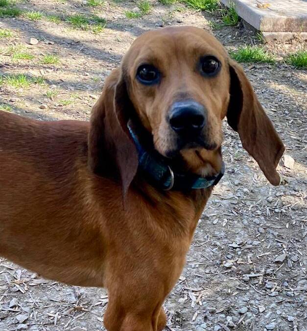 Bambi
