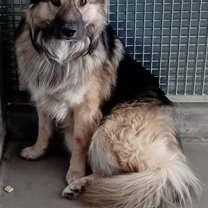 Jake