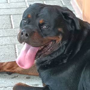 Kobi