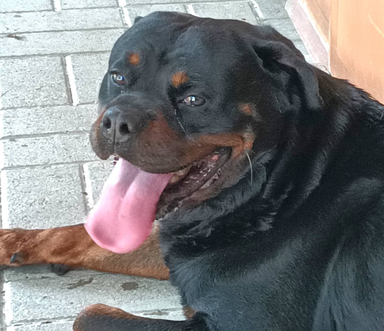Kobi