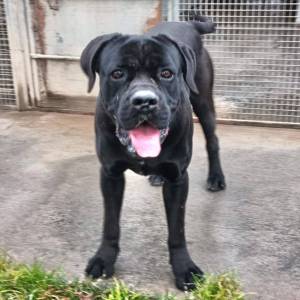 Tyson