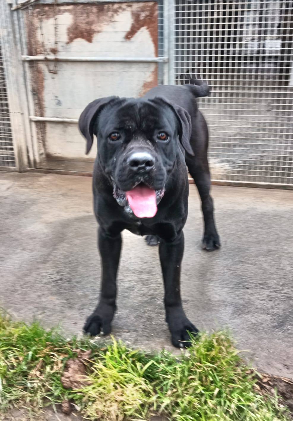 Tyson