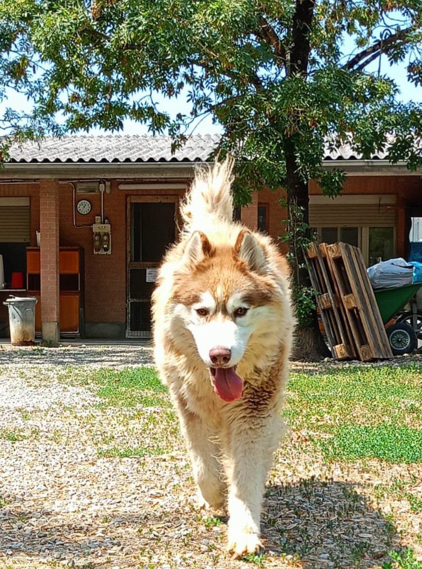 Bruno - immagine 2