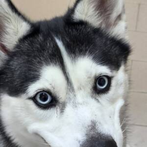 Yuki